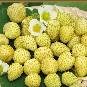 Земляника Золотинка ремонтантная 100 шт Семена Поиск 51₽