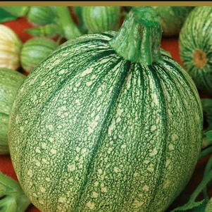 Кабачок Мячик 12 шт Семена Поиск 54₽