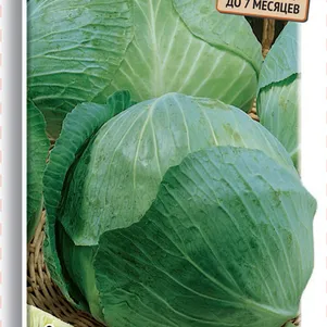 Капуста Экстра F1 белокочанная 02 г Семена Поиск 39₽