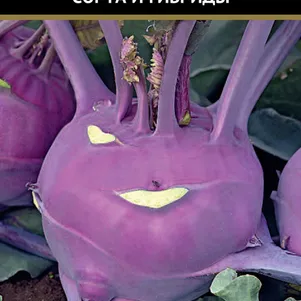 Кольраби Мадонна 05 г Семена Поиск 49₽