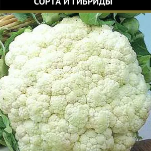 Цветная капуста Дачница 05 г Семена Поиск 38₽