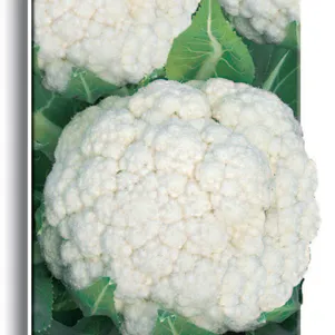 Цветная капуста Марвел 4 сеазонс 05 г Семена Поиск 53₽