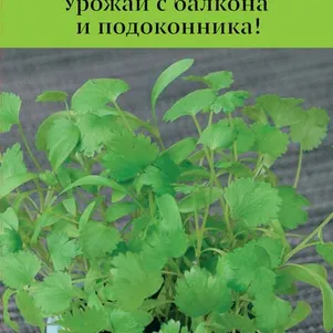Кинза Кориандр Авангард 1 г Семена Поиск 50₽