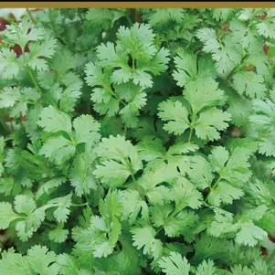 Кинза Кориандр Бородинский 3 г Семена Поиск 49₽