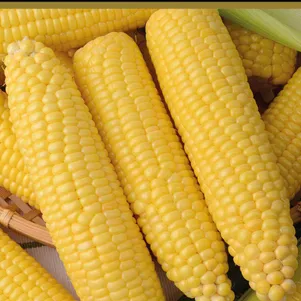 Кукуруза Золотой батам сахарная А 10 шт Семена Поиск 41₽