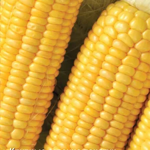 Кукуруза Сластена сахарная 5 г Семена Поиск 60₽