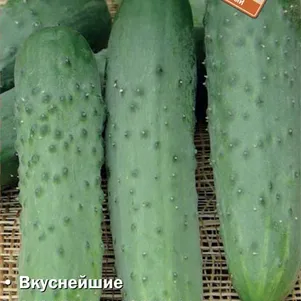 Огурец Лакомка F1 12 шт Семена Поиск 58₽