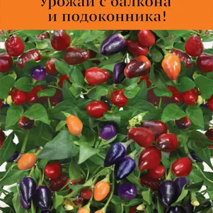 

Перец Мексиканец кустарниковый 5 шт, Семена Поиск