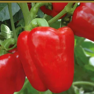 Перец Доминатор сладкий 025 г Семена Поиск 50₽