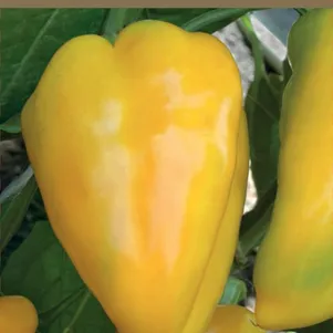 Перец Желтое ухо сладкий 025 г Семена Поиск 56₽