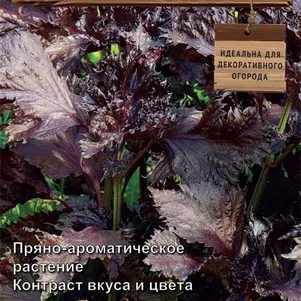 

Перилла Росинка овощная 0,02 г, Семена Поиск