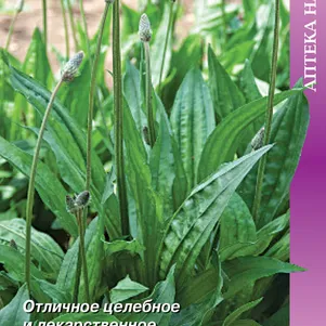 Подорожник Лекарь ланцетолистный 0,1 г, Семена Поиск