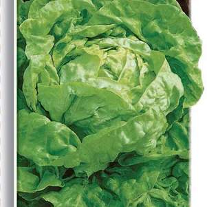 Салат Берлинский желтый цп 1 г Семена Поиск 49₽