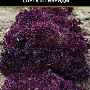 Салат Гранатовые кружева сер Авторские сорта 1 г Семена Поиск 83₽