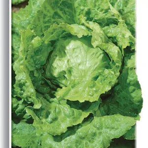 Салат Крупнокочанный цп 1 г Семена Поиск 50₽