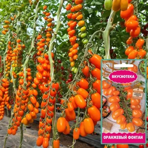 Томат Оранжевый Фонтан сер Вкуснотека 10 шт Семена Поиск 72₽