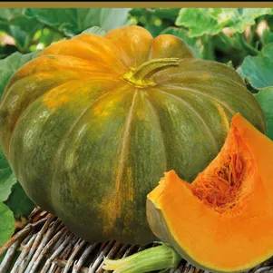Тыква мускатная Мускадэ Агро сер Авторские сорта 10 шт Семена Поиск 79₽