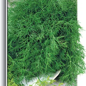 Укроп Аврора цп 2 г Семена Поиск 49₽