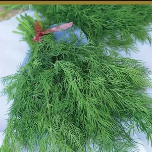 Укроп Гладиатор 2 г Семена Поиск 49₽