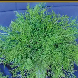 Укроп Нежность сер Авторские сорта 2 г Семена Поиск 49₽