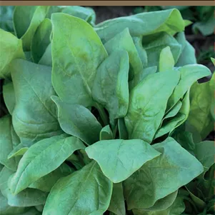 Шпинат Крепыш сер Авторские сорта 3 г Семена Поиск 49₽