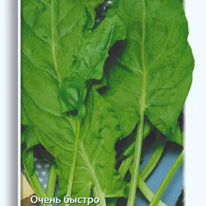Щавель Крупнолистный цп 05 г Семена Поиск 49₽