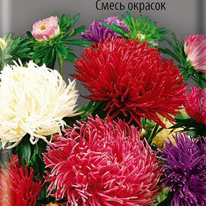 

Астра коготковая Смесь окрасок 0,3 г, Семена Поиск
