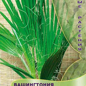 

Вашингтония Нитчатая 3 шт, Семена Поиск