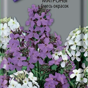 

Вечерница Матроны Смесь окрасок 0,3 г, Семена Поиск