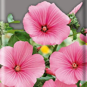 

Лаватера Лавлайнс 0,3, Поиск