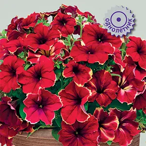 Петуния Романтика Софи гибридная 7 шт Семена Поиск 343₽