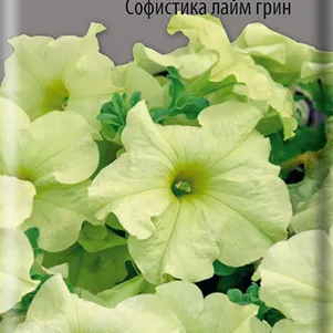 Петуния Софистика Лайм Грин гибридная 5 шт Семена Поиск 343₽