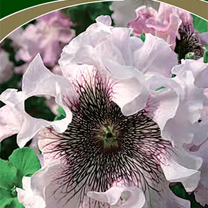 Петуния Альба превосходнейшая 10 шт Семена Поиск 120₽