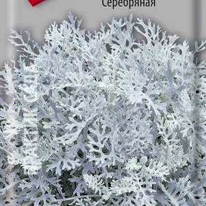 

Цинерария Серебряная 0,2 г, Семена Поиск