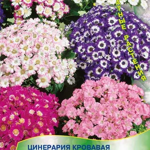 Цинерария Высокорослая смесь кровавая 0,01 г, Семена Поиск