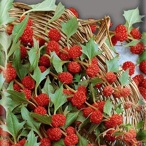 Шпинат земляничный 005 г Семена Поиск 55₽