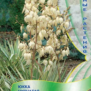 Юкка нитчатая 3 шт, Семена Поиск
