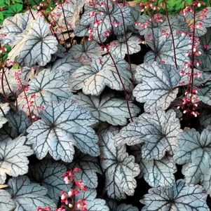 

Гейхера Флорес Си