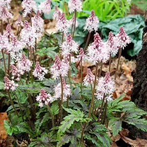 

Тиарелла Энжел Вингс