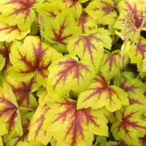 

Гейхерелла Голдстрайк