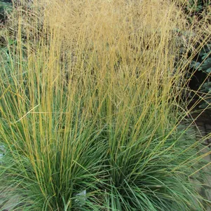 

Луговик (Щучка) Тардифлора