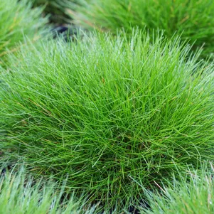 

Овсяница Готье Тедди Бир