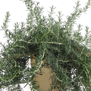 

Розмарин лекарственный Блю Лагун