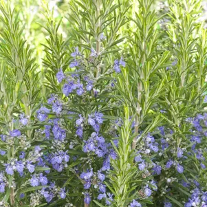 

Розмарин лекарственный Марезме Имп.