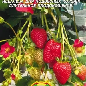 Земляника Вечность S1 10 шт, Плазменные семена