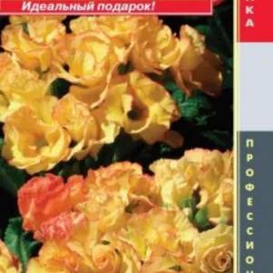 Примула Санрайз бесстебельная (серия Primlet) 5шт, Плазменные семена