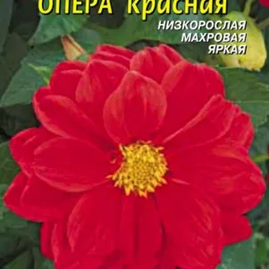 Георгина Опера Красный 10 шт, Плазменные семена