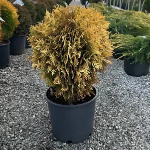 Туя Харвест Мун шаровидная 490₽