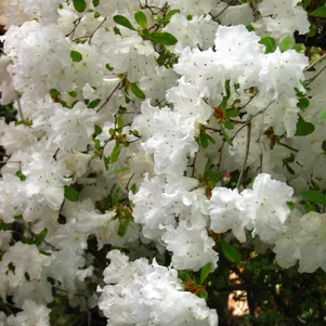 

Рододендрон (Азалия) Адонис