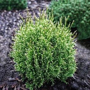 

Туя Флек восточная